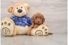 Mini Goldendoodle Puppy for Adoption