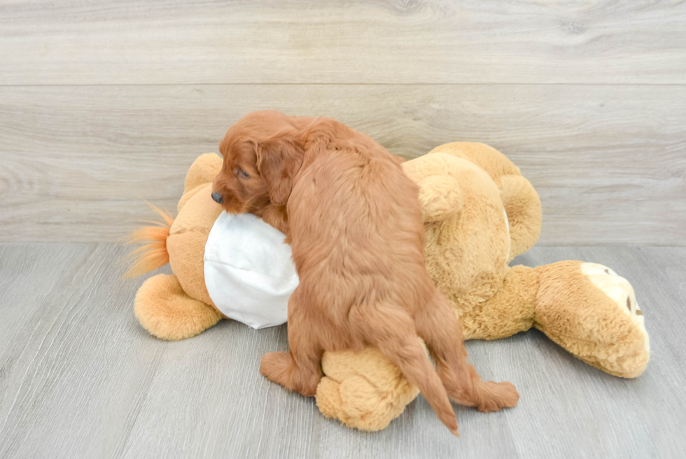 Adorable Golden Retriever Poodle Mix Poodle Mix Puppy