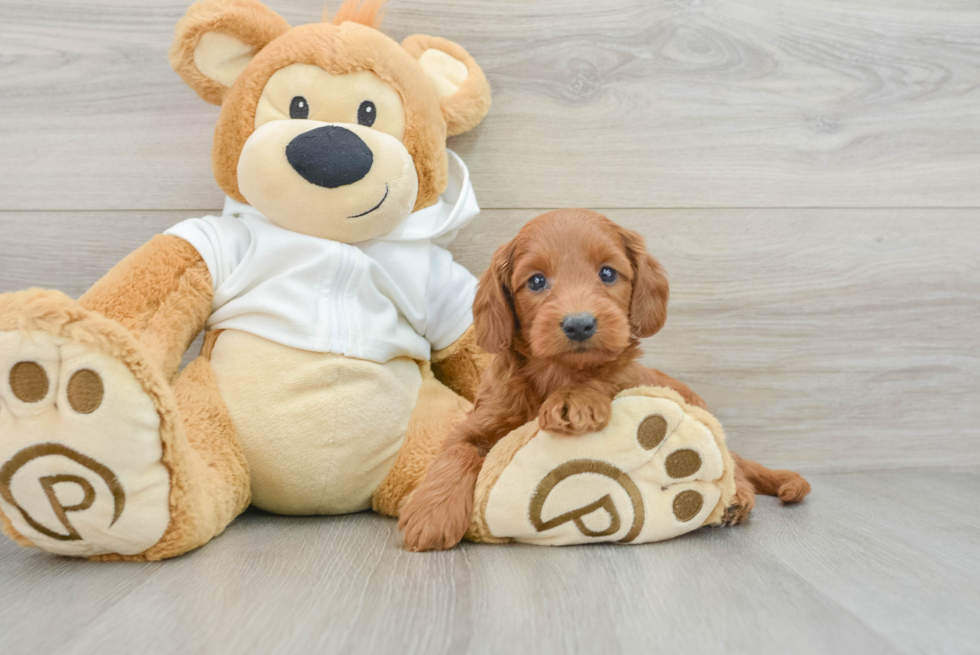 Happy Mini Goldendoodle Baby