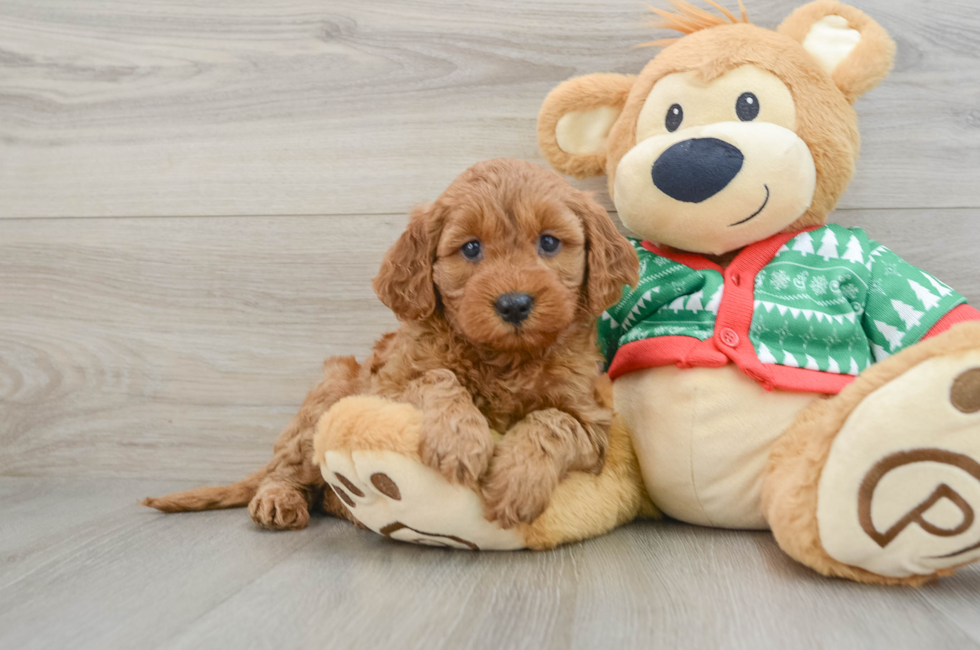 5 week old Mini Goldendoodle Puppy For Sale - Pilesgrove Pups