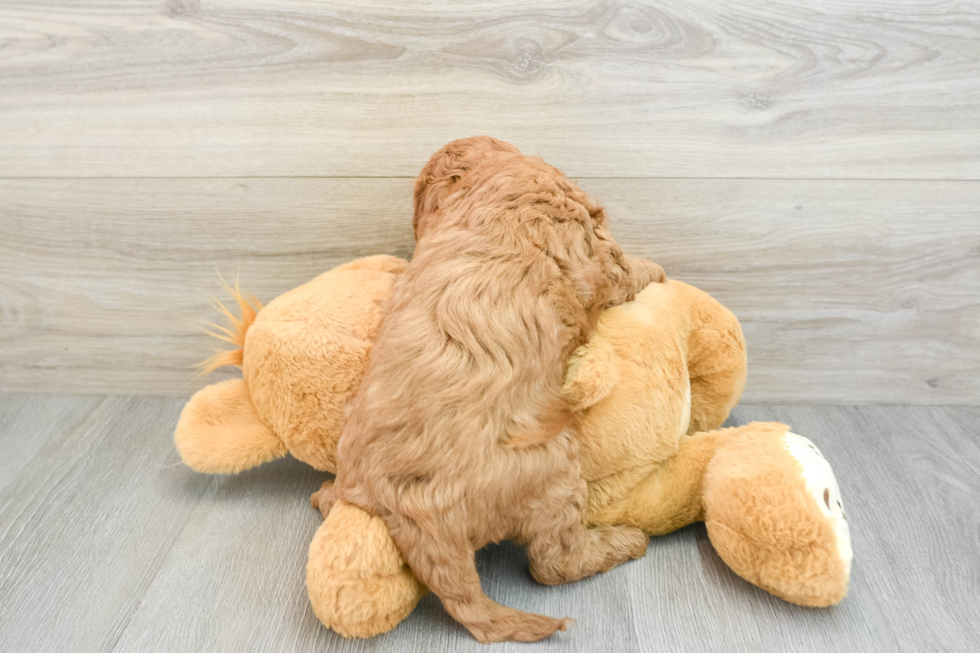 Best Mini Goldendoodle Baby