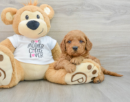 8 week old Mini Goldendoodle Puppy For Sale - Pilesgrove Pups