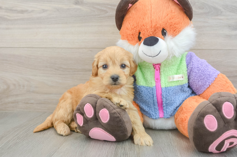 5 week old Mini Goldendoodle Puppy For Sale - Pilesgrove Pups