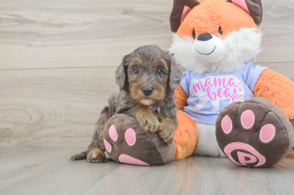 5 week old Mini Goldendoodle Puppy For Sale - Pilesgrove Pups