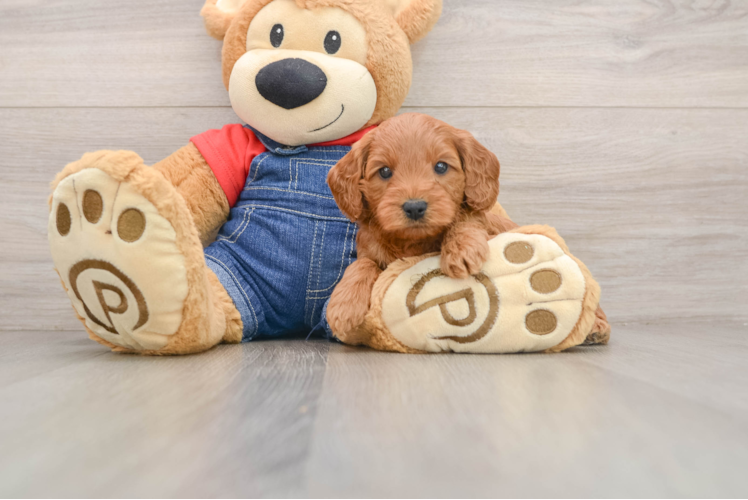 Mini Goldendoodle Puppy for Adoption