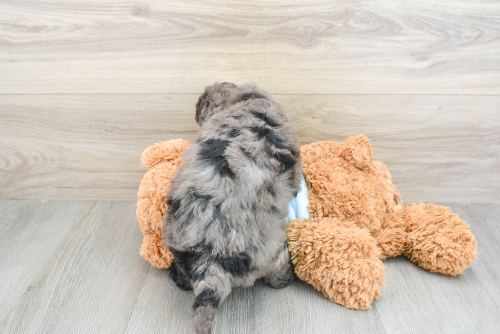 Energetic Golden Doodle Poodle Mix Puppy