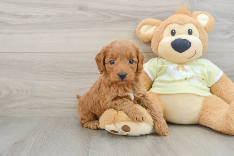 Best Mini Goldendoodle Baby