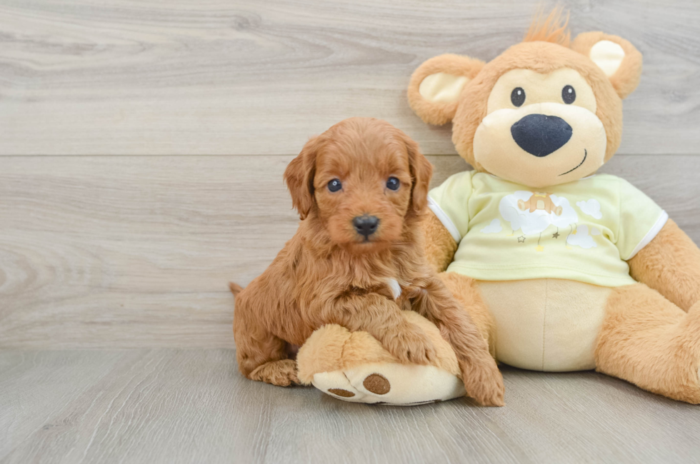6 week old Mini Goldendoodle Puppy For Sale - Pilesgrove Pups