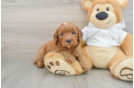 Mini Goldendoodle Pup Being Cute