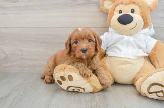 Mini Goldendoodle Pup Being Cute