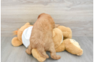 Popular Mini Goldendoodle Poodle Mix Pup