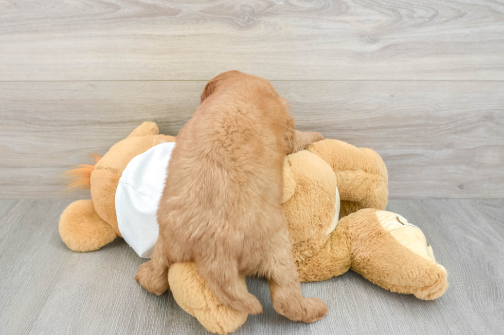 Popular Mini Goldendoodle Poodle Mix Pup