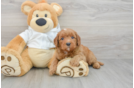 Best Mini Goldendoodle Baby