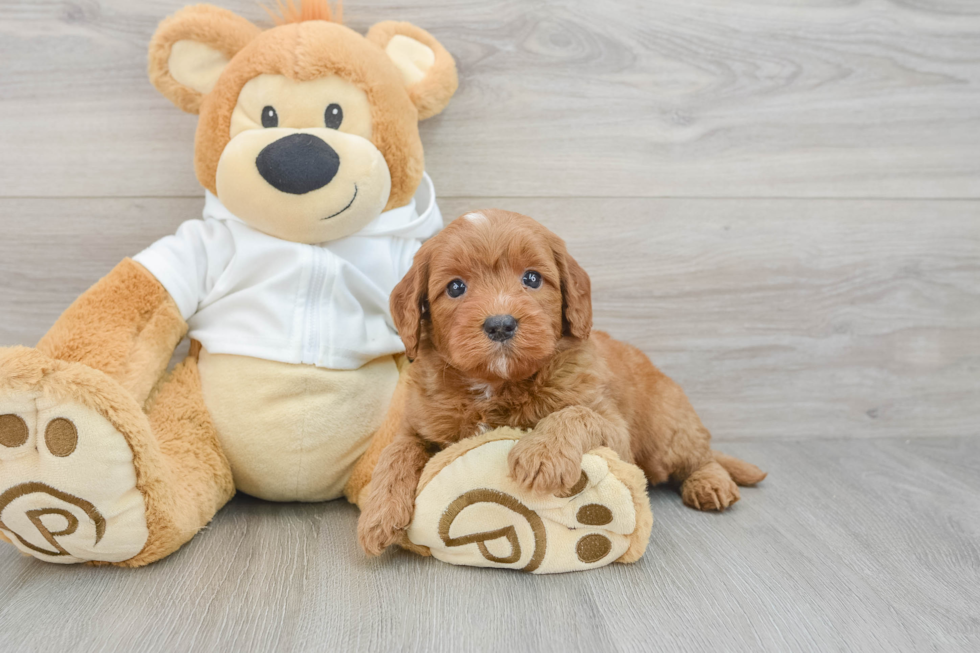 Best Mini Goldendoodle Baby