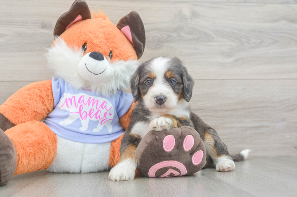 5 week old Mini Goldendoodle Puppy For Sale - Pilesgrove Pups