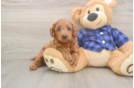 Mini Goldendoodle Puppy for Adoption