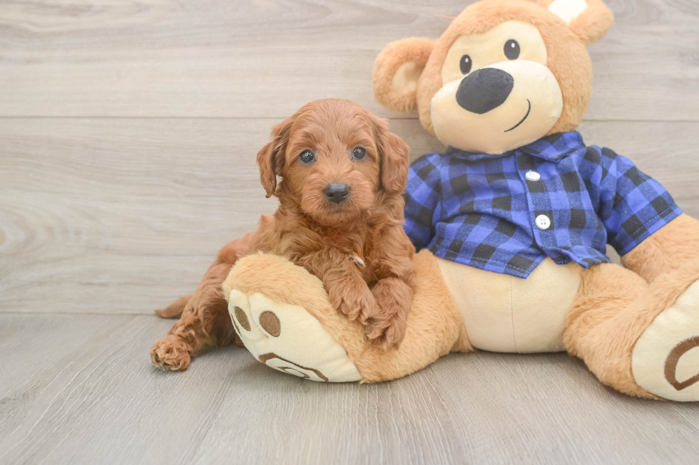 Mini Goldendoodle Puppy for Adoption