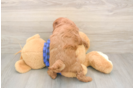 Mini Goldendoodle Pup Being Cute