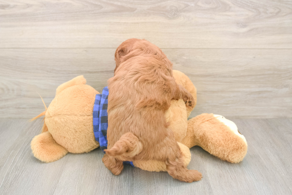 Mini Goldendoodle Pup Being Cute