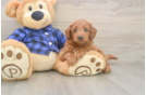 Sweet Mini Goldendoodle Baby