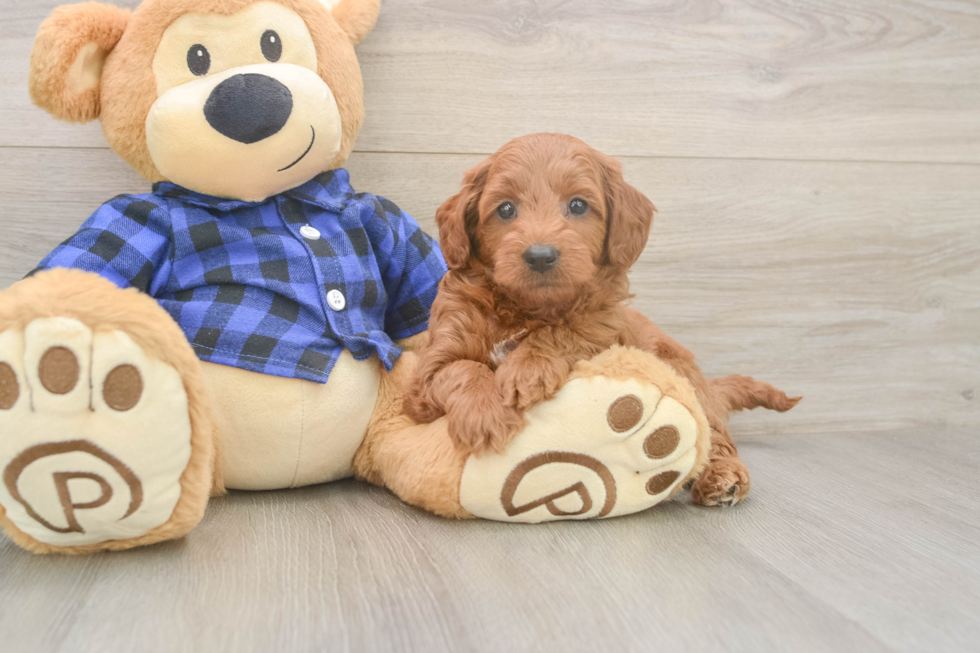 Sweet Mini Goldendoodle Baby