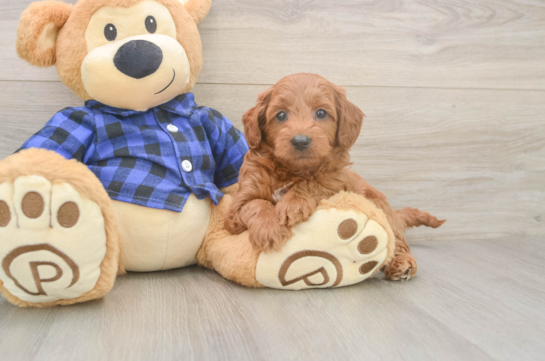 Sweet Mini Goldendoodle Baby