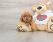 6 week old Mini Goldendoodle Puppy For Sale - Pilesgrove Pups