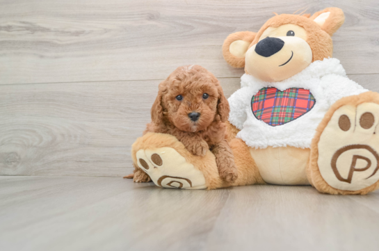 Funny Mini Goldendoodle Poodle Mix Pup