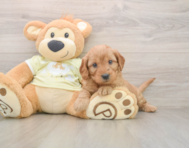 7 week old Mini Goldendoodle Puppy For Sale - Pilesgrove Pups
