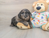 8 week old Mini Goldendoodle Puppy For Sale - Pilesgrove Pups