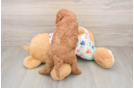 Mini Goldendoodle Pup Being Cute