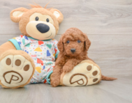 7 week old Mini Goldendoodle Puppy For Sale - Pilesgrove Pups