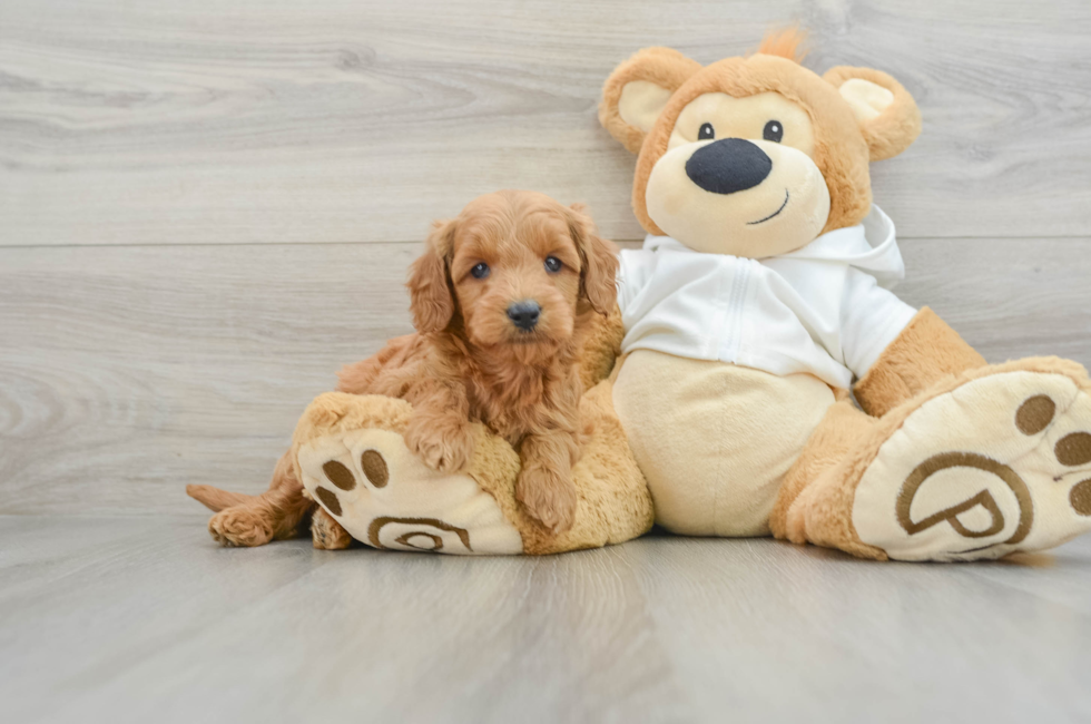 6 week old Mini Goldendoodle Puppy For Sale - Pilesgrove Pups