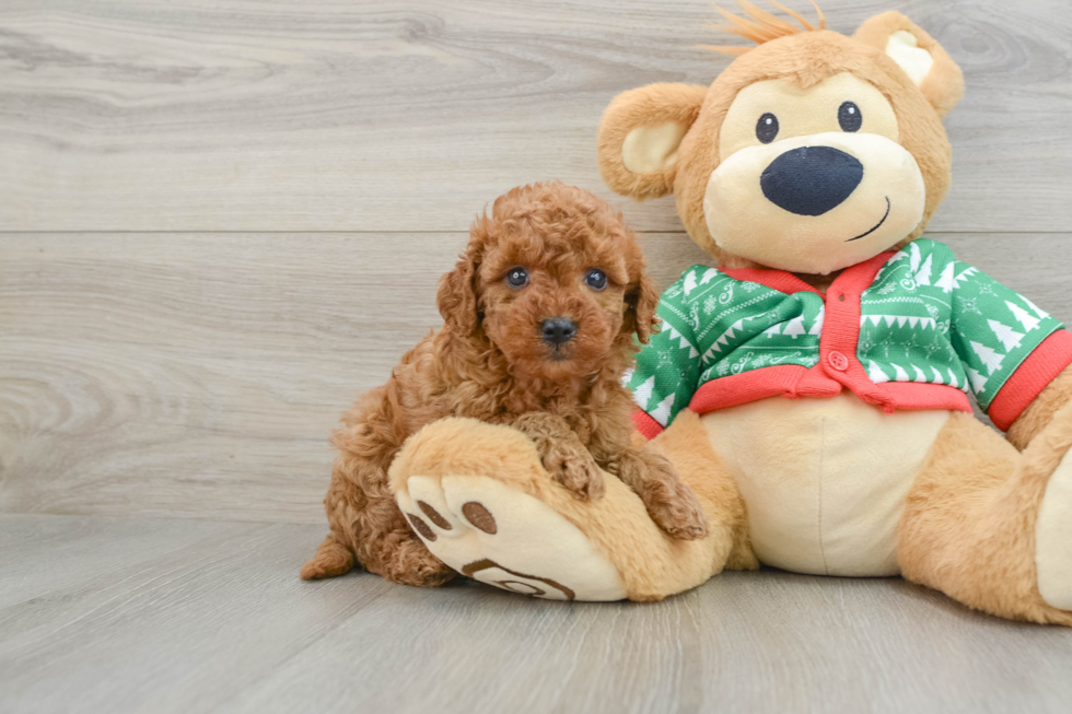 Mini Goldendoodle Puppy for Adoption