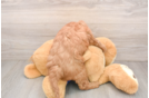 Mini Goldendoodle Pup Being Cute
