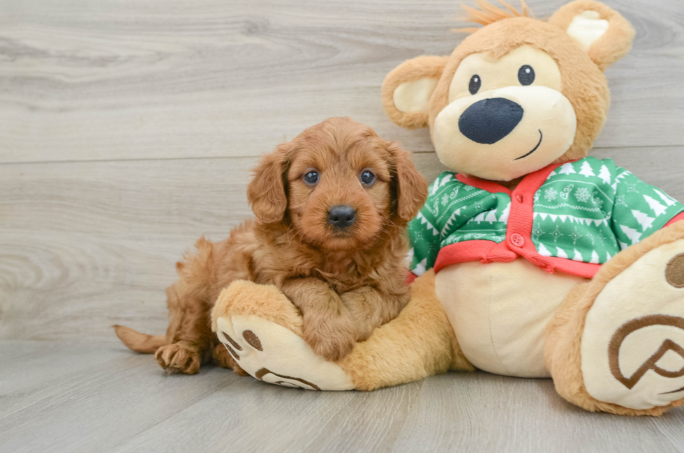 5 week old Mini Goldendoodle Puppy For Sale - Pilesgrove Pups