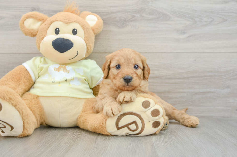 6 week old Mini Goldendoodle Puppy For Sale - Pilesgrove Pups