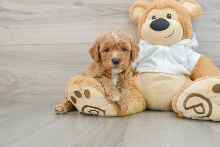 Popular Mini Goldendoodle Poodle Mix Pup