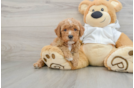 Popular Mini Goldendoodle Poodle Mix Pup
