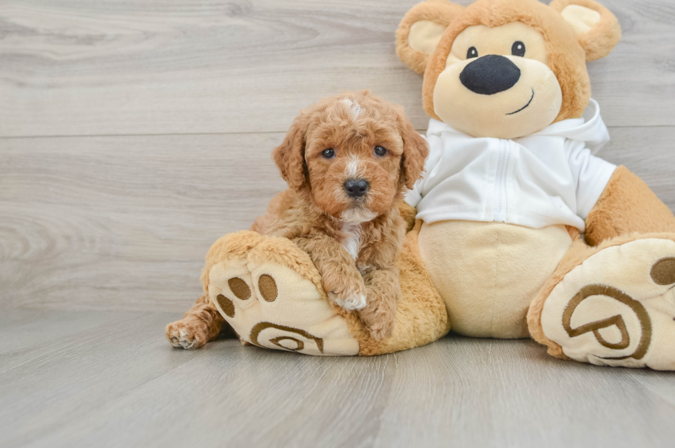 5 week old Mini Goldendoodle Puppy For Sale - Pilesgrove Pups