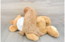 Mini Goldendoodle Pup Being Cute