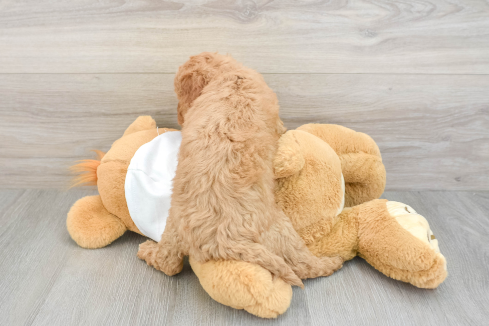 Mini Goldendoodle Pup Being Cute