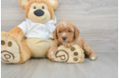 Adorable Golden Retriever Poodle Mix Poodle Mix Puppy