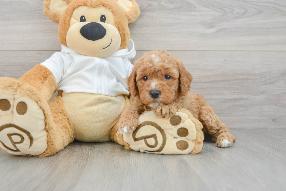 Adorable Golden Retriever Poodle Mix Poodle Mix Puppy