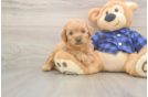 Happy Mini Goldendoodle Baby