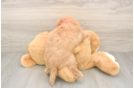Mini Goldendoodle Puppy for Adoption