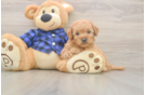 Cute Mini Goldendoodle Baby