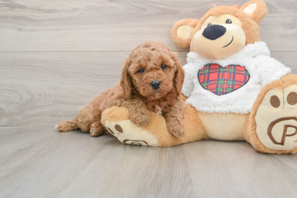 Best Mini Goldendoodle Baby