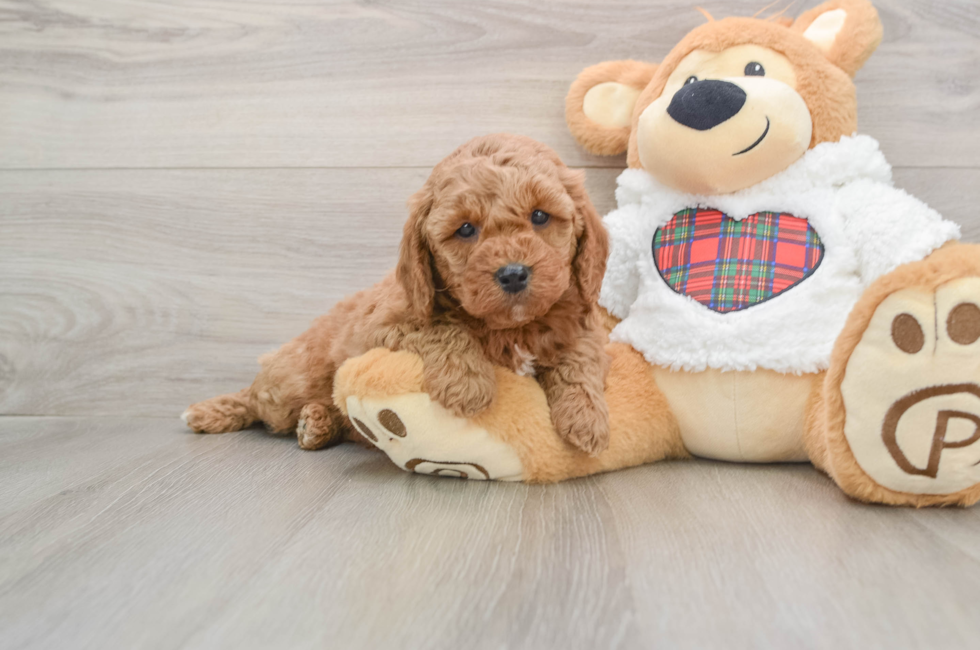 5 week old Mini Goldendoodle Puppy For Sale - Pilesgrove Pups