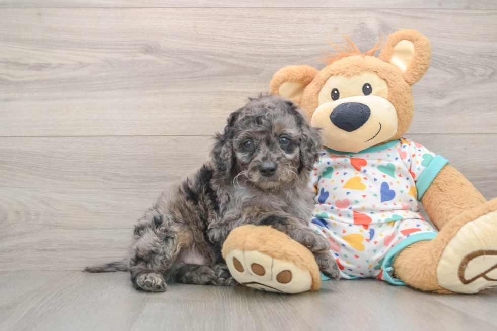 Happy Mini Goldendoodle Baby